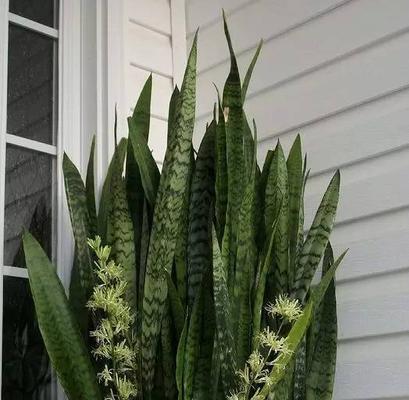 虎皮兰会开花吗？开花时是什么样子的？