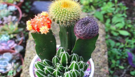 仙人掌属于什么植物类型？它们有哪些独特特征？