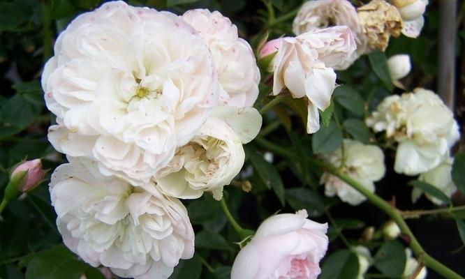 白蔷薇之恋（揭开白蔷薇的花语与寓意）