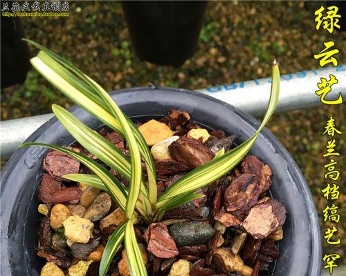 春兰艺草品种有哪些?如何鉴赏优秀春兰种类?