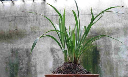 春兰艺草品种有哪些？如何鉴赏优秀春兰种类？