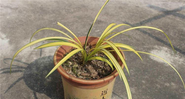 春兰艺草品种有哪些？如何鉴赏优秀春兰种类？