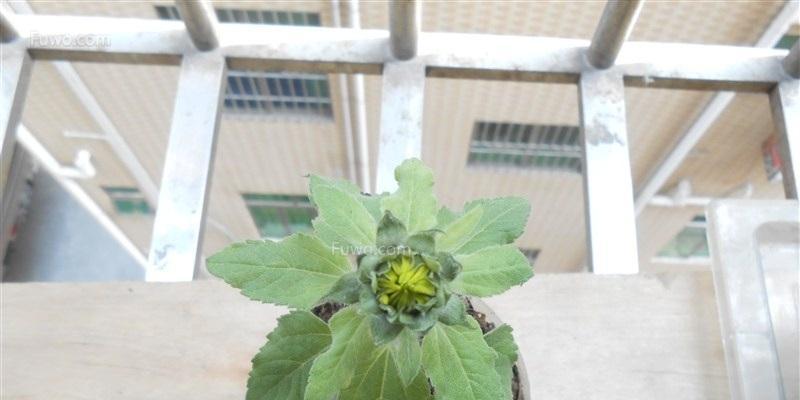 以龟背竹浇花，感悟生活的深意（用寓意深刻的浇花方式）