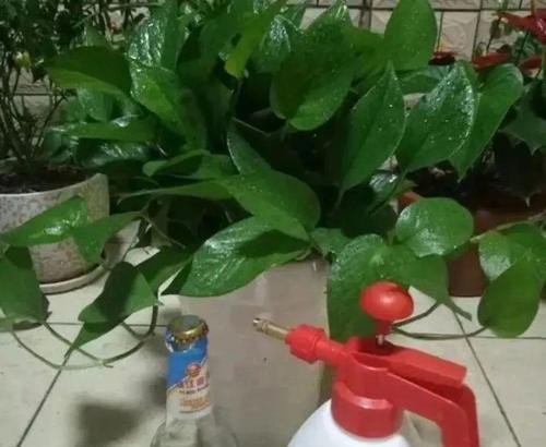 以龟背竹浇花，感悟生活的深意（用寓意深刻的浇花方式）