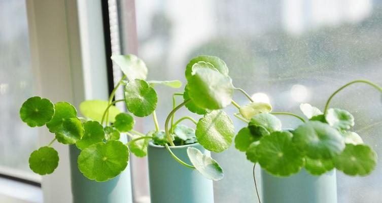 以龟背竹浇花，感悟生活的深意（用寓意深刻的浇花方式）