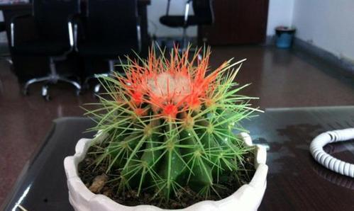 仙人球适合在室内养吗？室内养护仙人球的常见问题解答