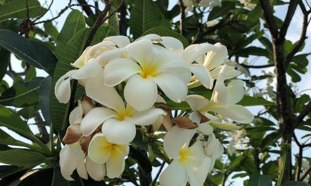 含笑花有几种颜色？开花的颜色有哪些常见问题？