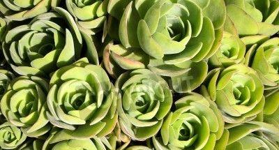 胜利之花（揭秘植物中的胜利之花）