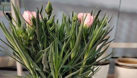 橄榄花的花语（以橄榄花为媒介）