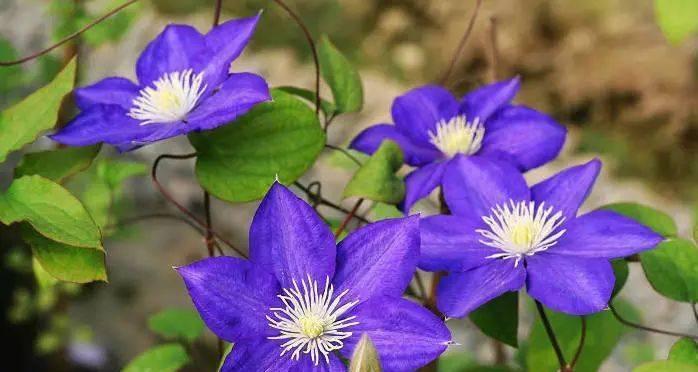 橄榄花的花语（以橄榄花为媒介）