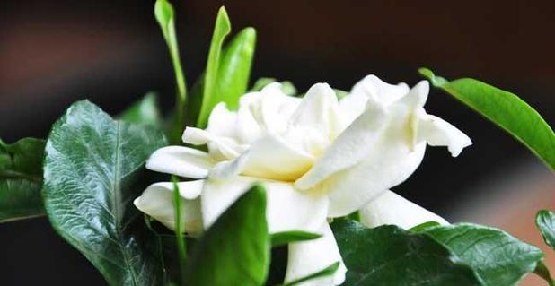 橄榄花的花语（以橄榄花为媒介）