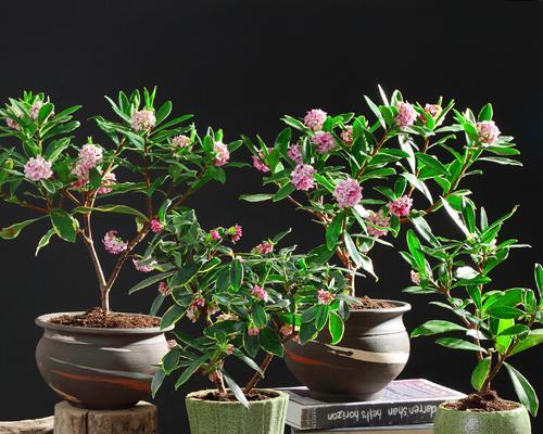 耐寒的室内花卉有哪些？如何挑选适合冬季的室内植物？