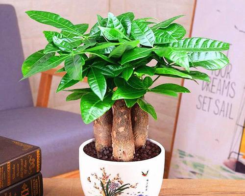 发财树的象征意义——财富与繁荣之源（植物的财富化身）