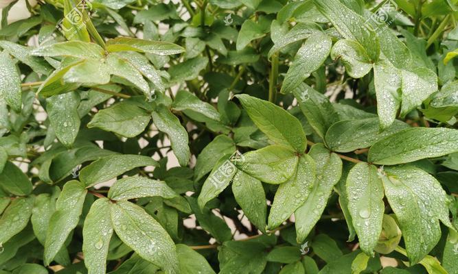 牡丹开花后修剪方法是什么？修剪后如何护理？