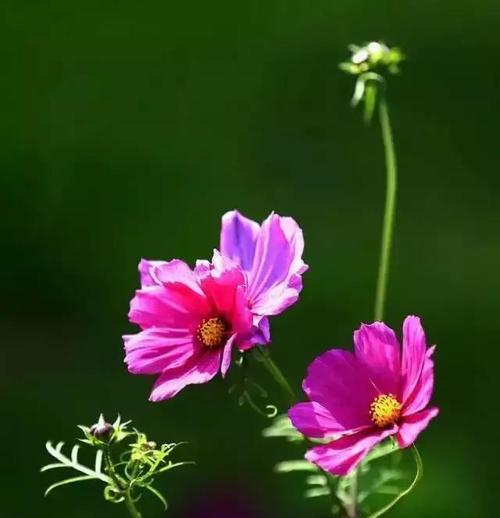 格桑花（探寻格桑花的深层寓意与意义）