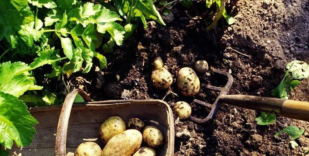 土豆属于草本植物吗?它的分类和特性是什么? 土豆属于草本植物吗?它的分类和特性是什么?