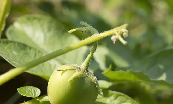 土豆属于草本植物吗？它的分类和特性是什么？