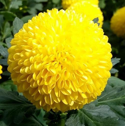 菊花的意义与象征——华丽的坚韧（揭示菊花的文化内涵和寓意）