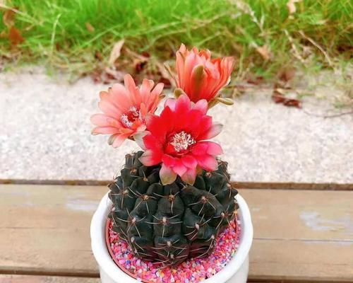 多肉植物能开花吗?它们的开花特性是什么?