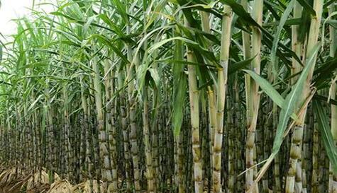 甘蔗成熟期是什么时候？不同品种甘蔗成熟期有何差异？