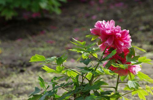 芍药花在家里的寓意（唤醒内心的纯真与宁静）
