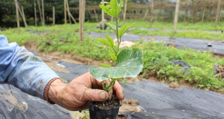 百香果的根系真的发达吗？如何促进其健康成长？