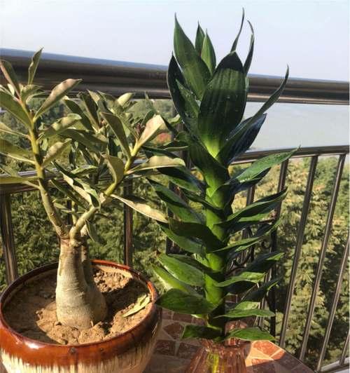 莲花竹怎么养殖长得好?有哪些养殖技巧和注意事项? 莲花竹怎么养殖长得好?有哪些养殖技巧和注意事项?