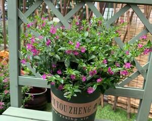 家里养满天星风水好吗？满天星的风水意义是什么？