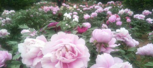 牡丹花语(牡丹花语的美丽寓意与象征)