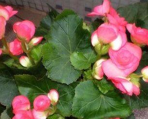 海棠花施肥指南：什么肥料最适合？如何正确施肥？