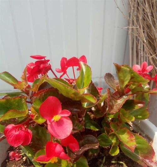 海棠花施肥指南：什么肥料最适合？如何正确施肥？