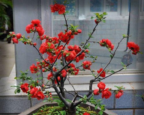 海棠花施肥指南：什么肥料最适合？如何正确施肥？