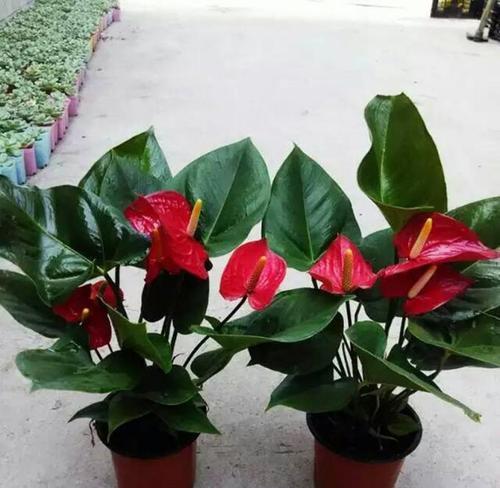 红掌花喜欢阳光吗?光照需求与养护技巧解析