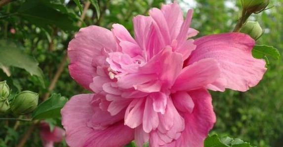 以玫瑰花的花语为主题的文章（探寻玫瑰花的主角魅力）