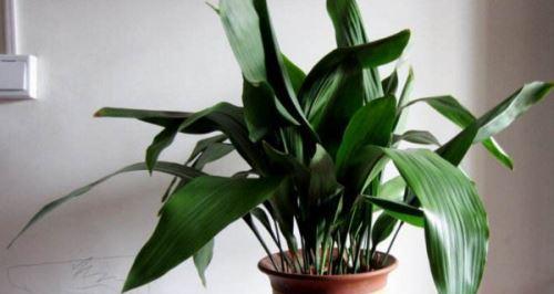 一叶兰开花的寓意与象征（传达生命的坚韧与美丽）