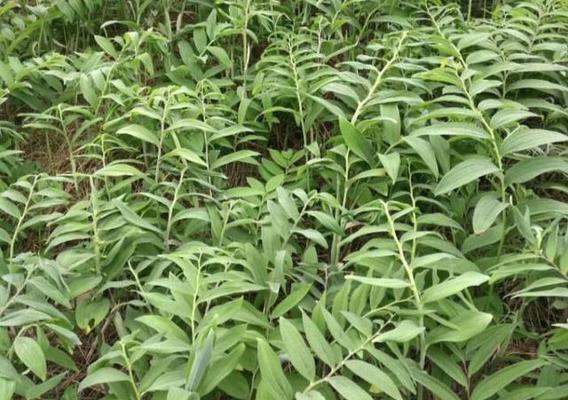 黄精生长在什么地方?产地在哪里? 黄精生长在什么地方?产地在哪里?