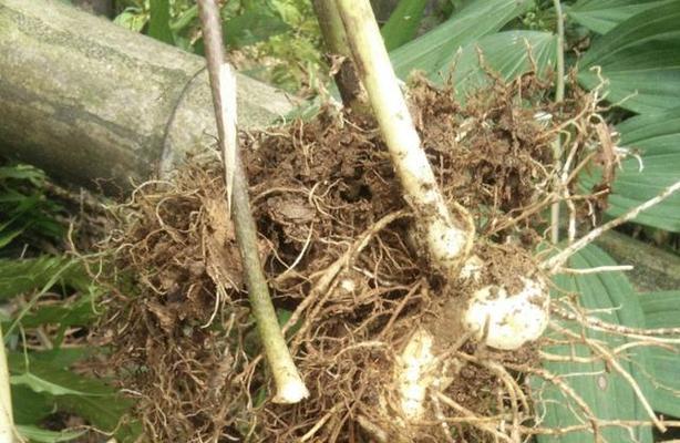 黄精生长在什么地方?产地在哪里? 黄精生长在什么地方?产地在哪里?