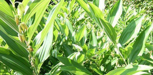 黄精生长在什么地方?产地在哪里? 黄精生长在什么地方?产地在哪里?