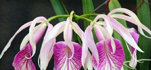 深爱之花——玫瑰花的花语（探寻玫瑰花所传达的深刻情感）