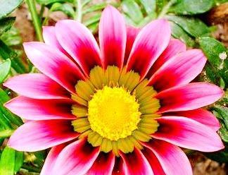 深爱之花——玫瑰花的花语（探寻玫瑰花所传达的深刻情感）