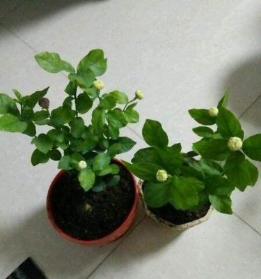 虎头茉莉养殖技巧全解析？需要注意哪些事项？