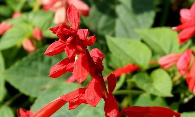 红花语（花海如诗）