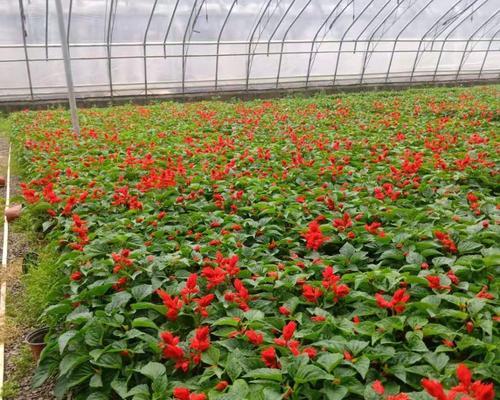 红花语（花海如诗）