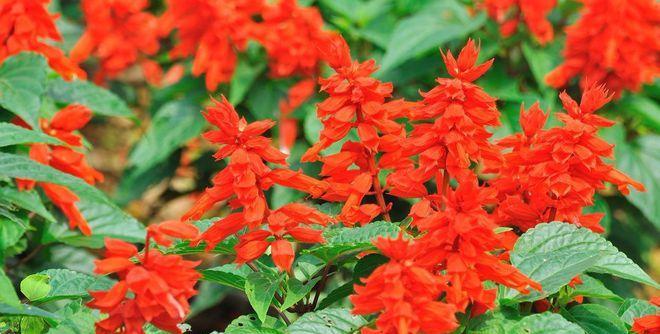 红花语（花海如诗）