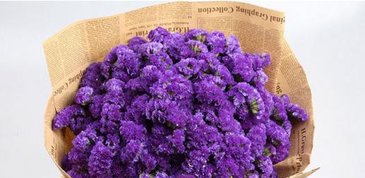 紫色花语风信子（紫色花语风信子的五种含义）