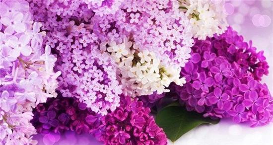 紫色花语风信子（紫色花语风信子的五种含义）