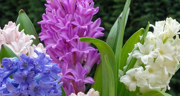 紫色花语风信子（紫色花语风信子的五种含义）