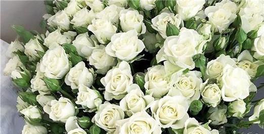 白玫瑰的花语与寓意（纯洁的象征与真爱的宣言）