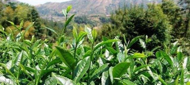 茶叶打什么农药好？如何选择适合的农药？