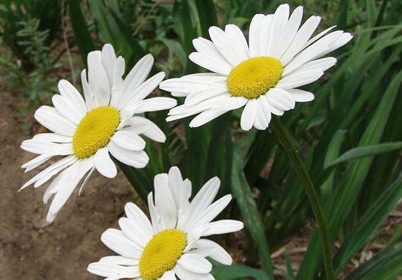 《大滨菊的花语与寓意》（诠释大滨菊的情感表达和象征意义）